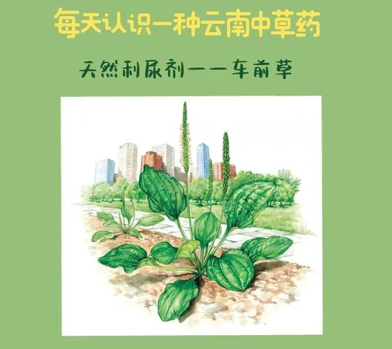 尿酸草又叫什么草_1