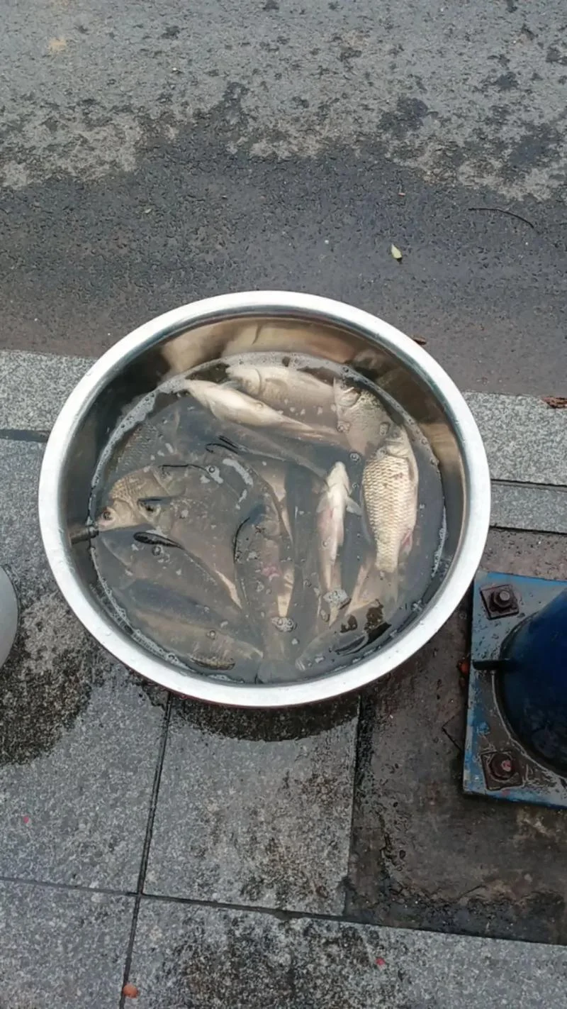 梦见卖鱼没卖出去_1