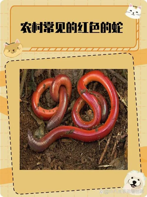 孕妇的婆婆梦见红蛇_1