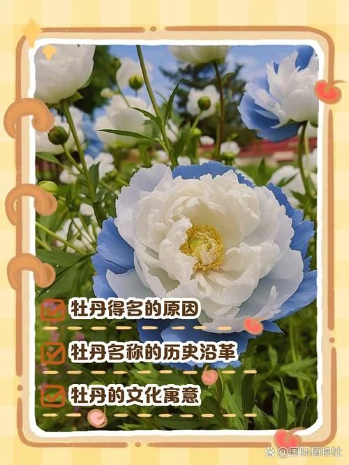 牡丹争艳出自于哪里_1