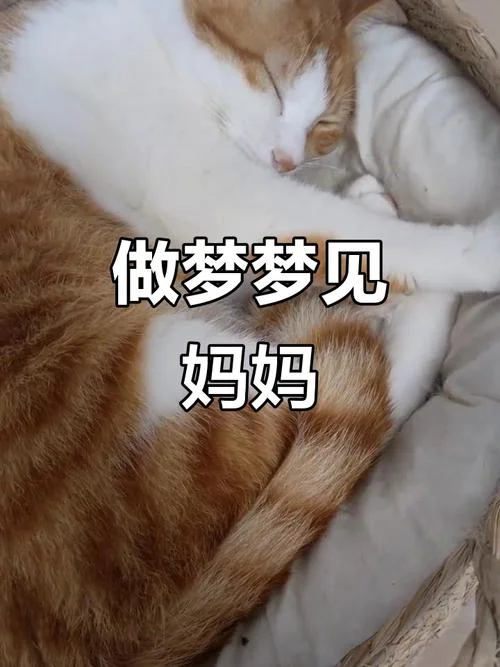 做梦梦到自己妈妈死了_1