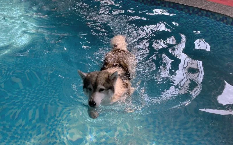 梦见小狗落水-梦见幼犬溺水
