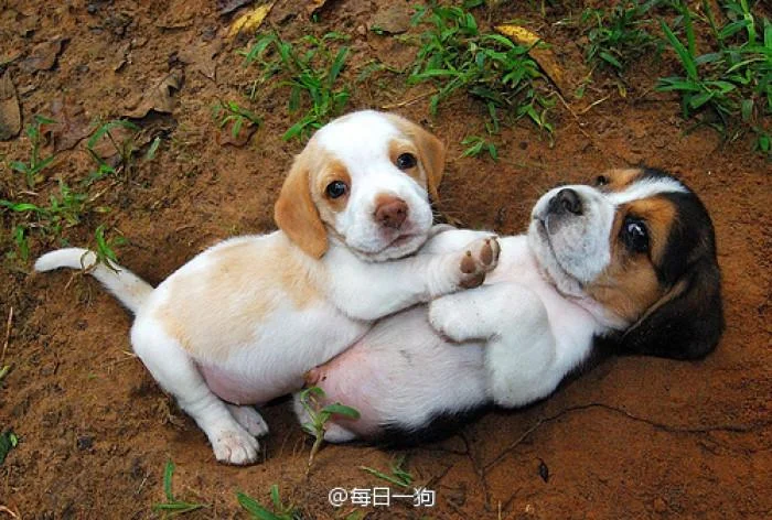 两小无猜的动物叫什么_1