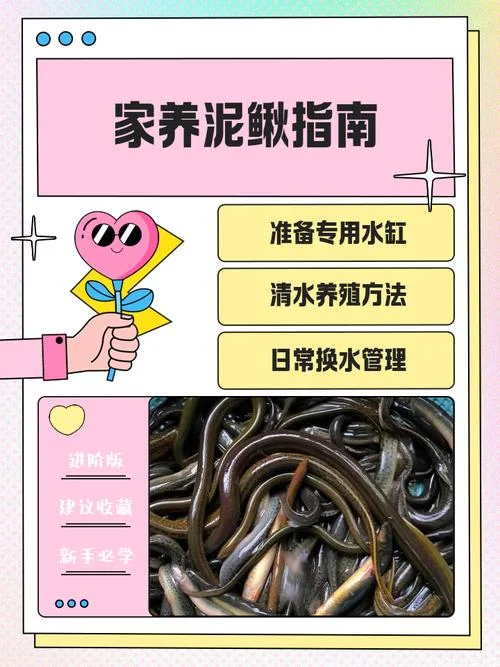 泥鳅养殖一亩地一年有多少利润_1
