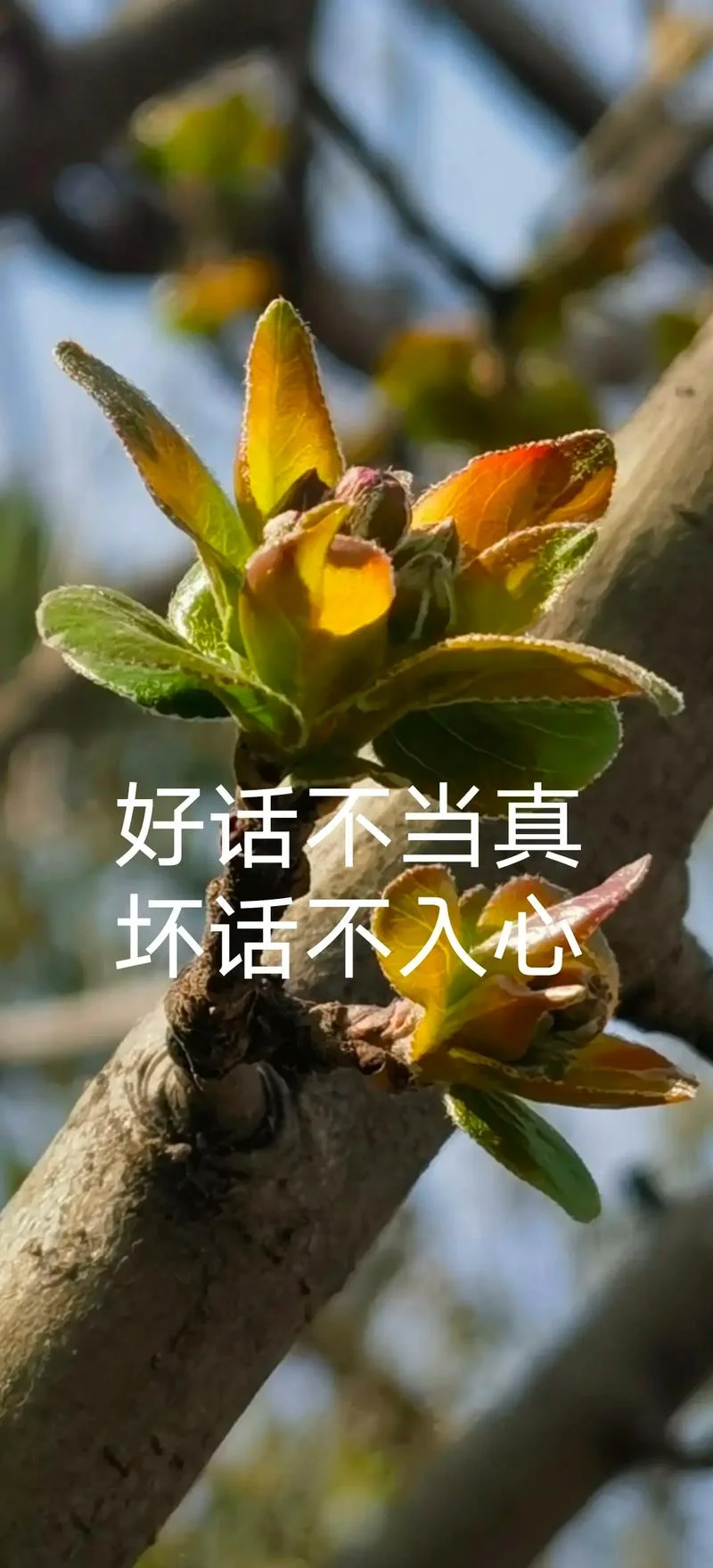 太刚则折下一句是什么_1