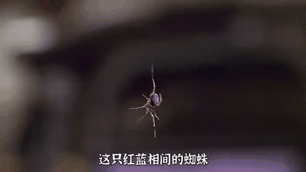 做梦梦到被蜘蛛咬_1