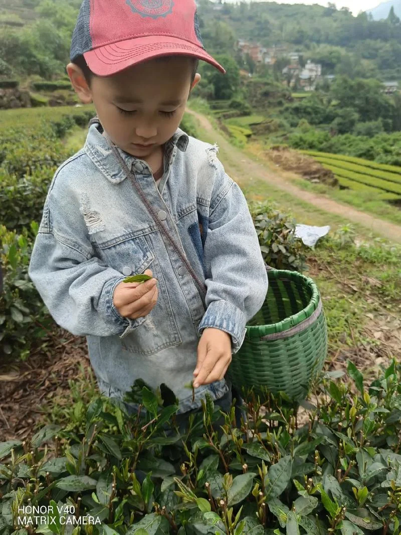 梦到摘黄豆_1