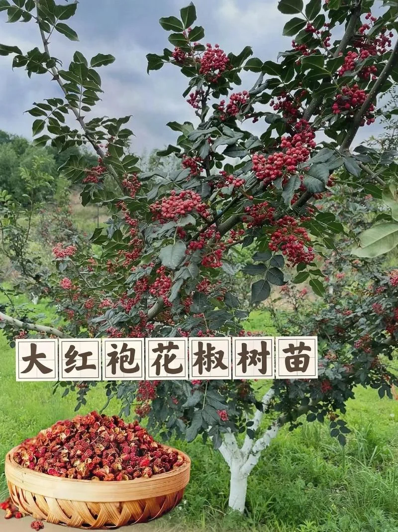 种花椒一亩投资多少钱_2