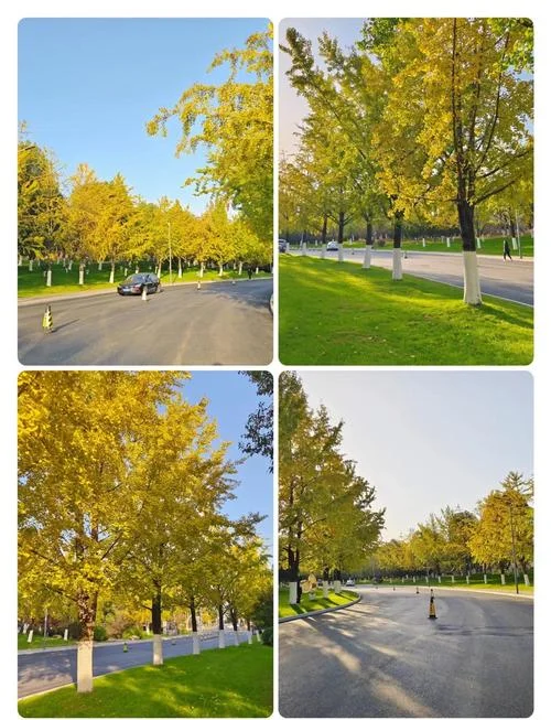 南京看银杏的景点大全-南京赏银杏胜地