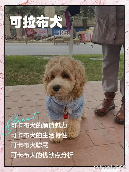 买猎犬上什么网_1