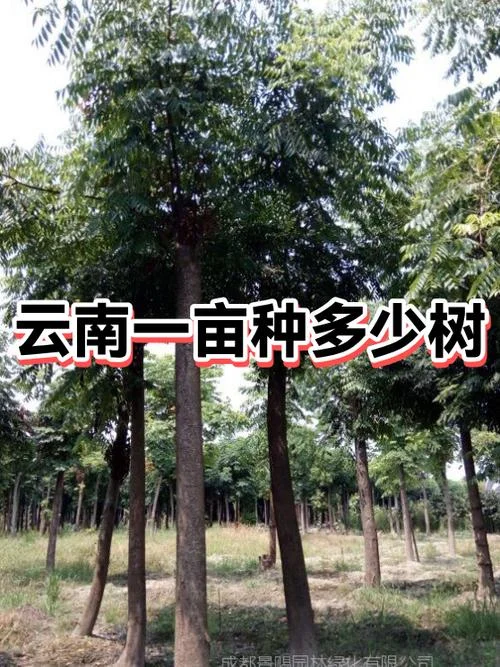 一亩能种多少桉树_1