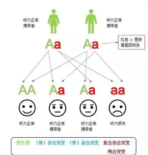 耳聋基因筛查如何做_1
