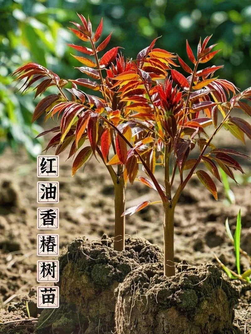 种植香椿苗多少钱一亩_1