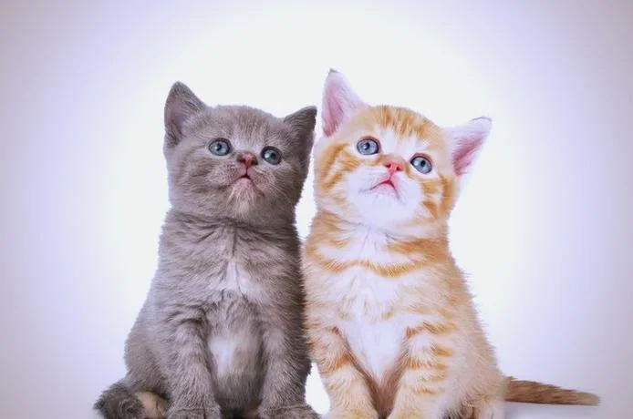 做梦梦到好多猫仔_2