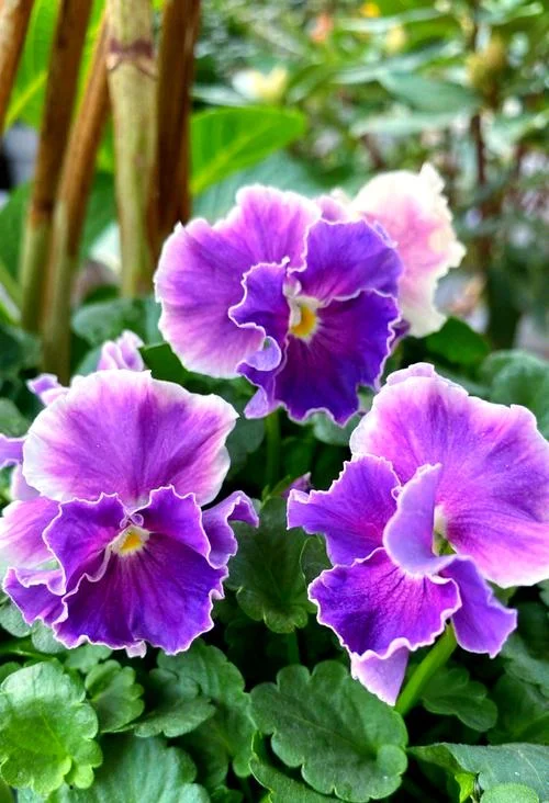 角堇几月开花_1