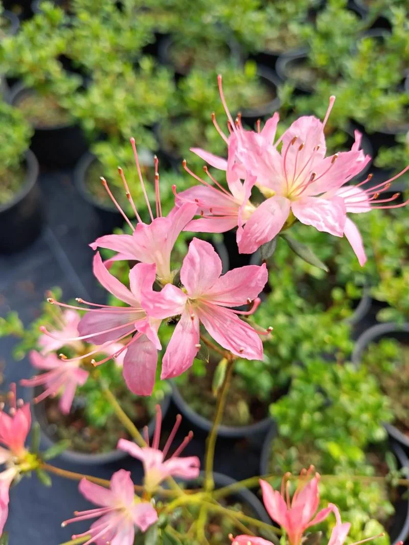 杜鹃花几月份开花啊-杜鹃几月开花