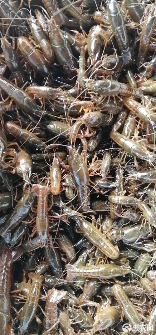 一亩地投多少龙虾苗_2