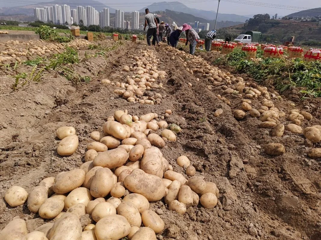 梦见很多红薯在路上_1