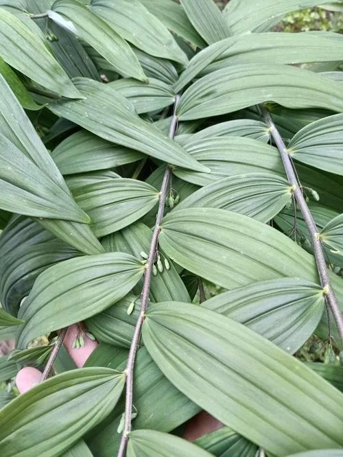 黄精种植一亩要多少苗_1