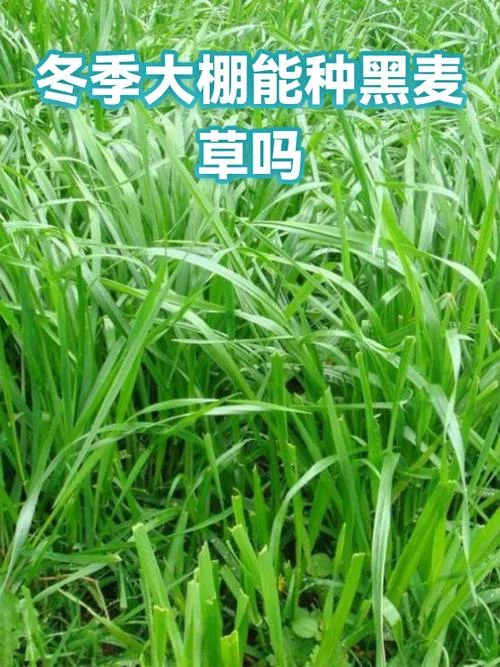 一亩种黑麦草种多少斤_2