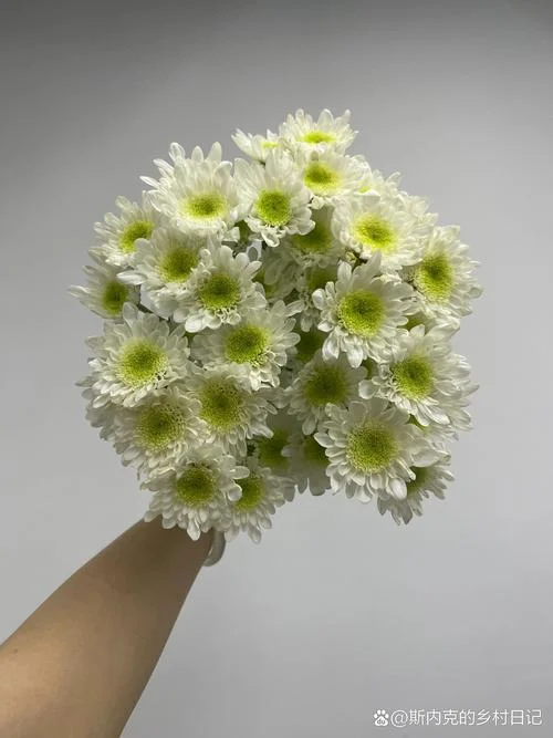 白雏菊送给什么人-白雏菊送给谁