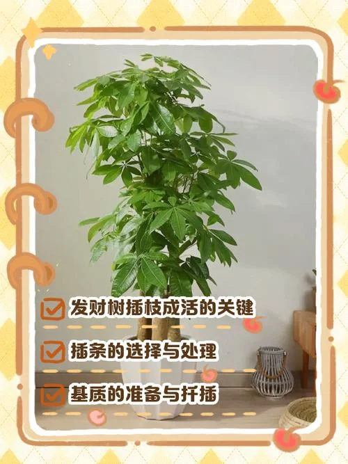 几月份可以扦插招财树_1
