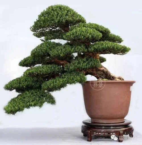 青萝托乔木出处_1
