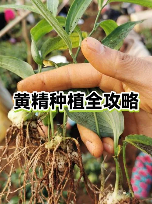 黄精种植一亩多少投资_1