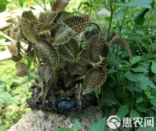 金线莲种苗多少钱一亩_1