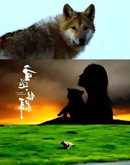 重返狼群感悟_1