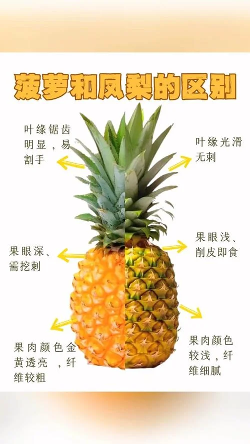 菠萝学名叫什么_1