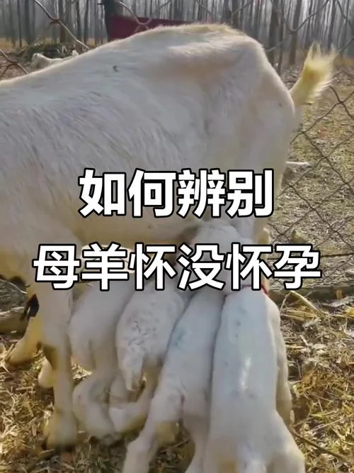 孕妇梦见羊好吗_1