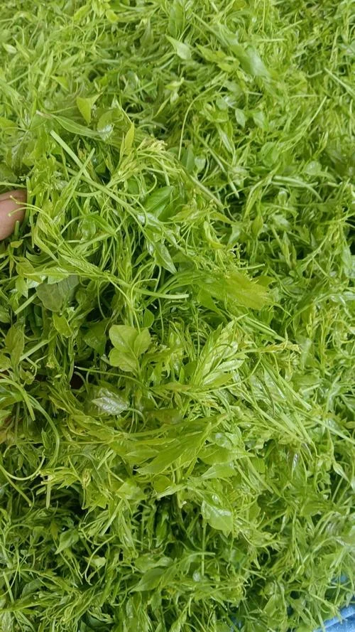 莓茶一亩产量多少_1