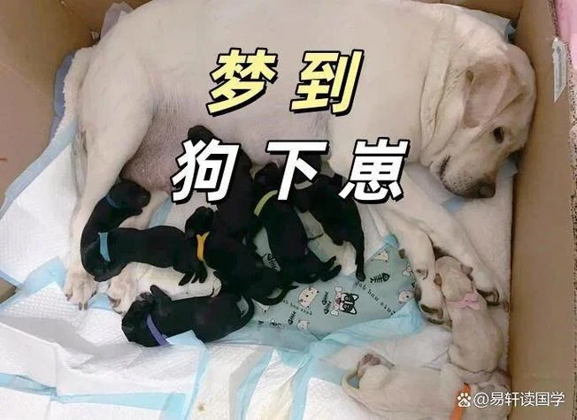 梦见狗咋回事_1
