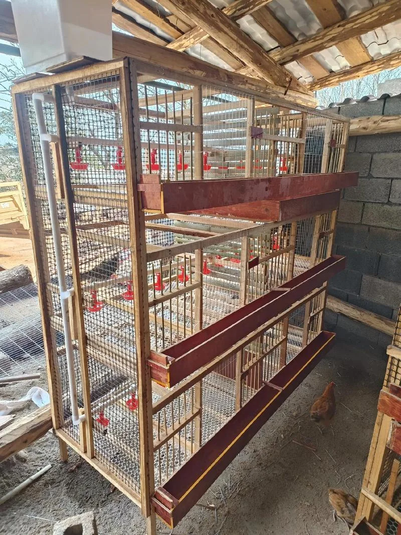 鸡棚搭建多少钱一平方-鸡棚搭建造价参考