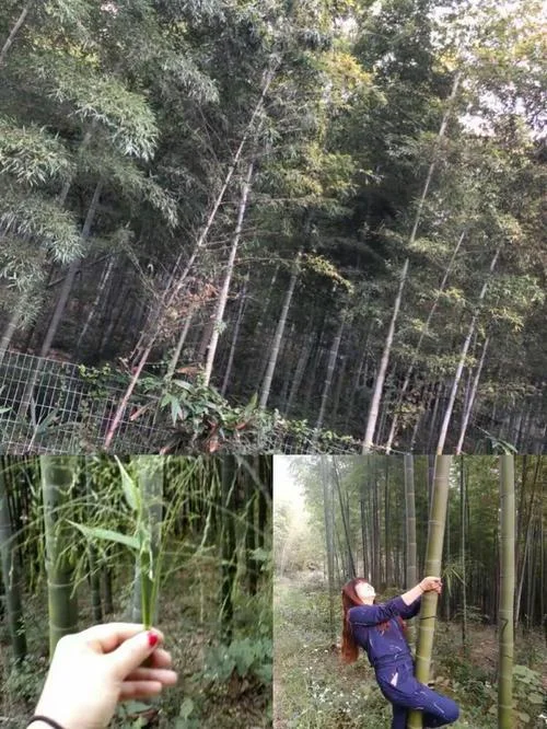 鹿死谁手未可知上一句_1
