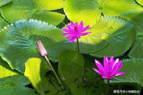 村官小杨是如何体现文化生活道理的_1