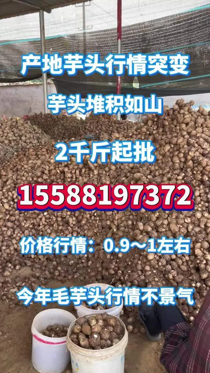 种香芋一亩产量多少_2