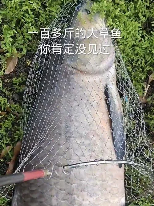 草鱼一亩地能产多少斤_1