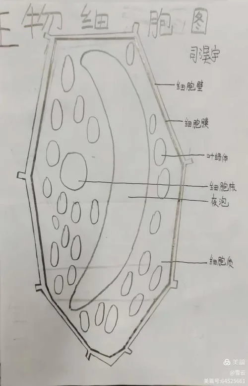 生物绘图的基本要求_1