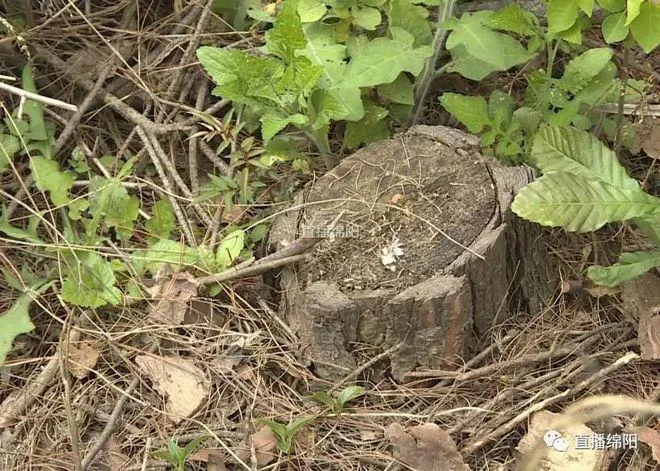 林木保险多少钱一亩_2