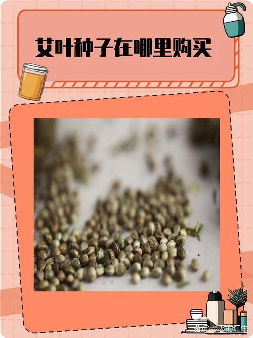 艾草种子一亩要多少斤_1