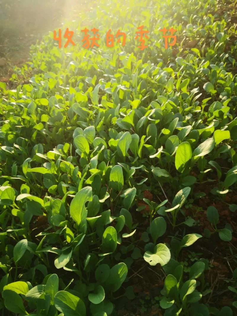 梦见栽菜是什么意思呢_1