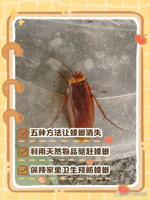 梦见灭蟑螂-梦见灭蟑螂