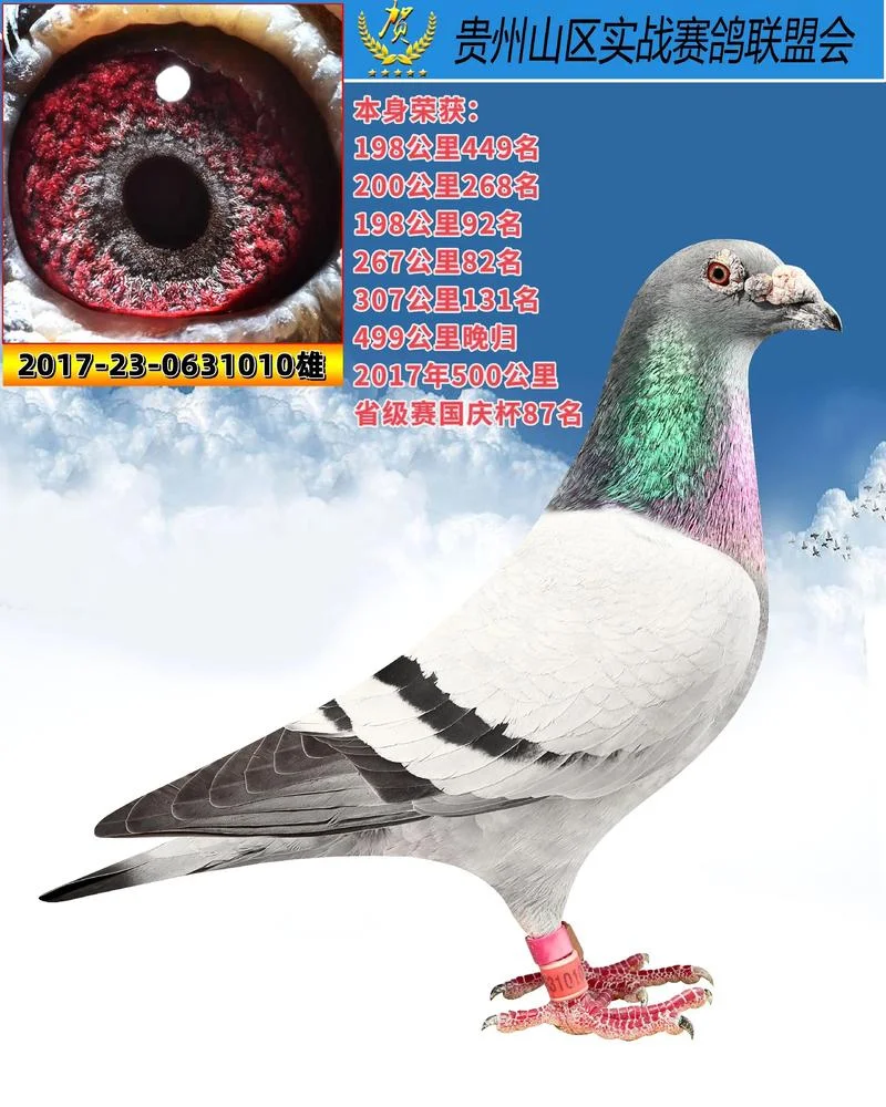 贵州红枫公棚赛鸽成绩_1