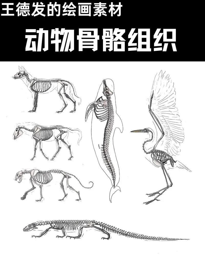 骨骼图怎么画_1