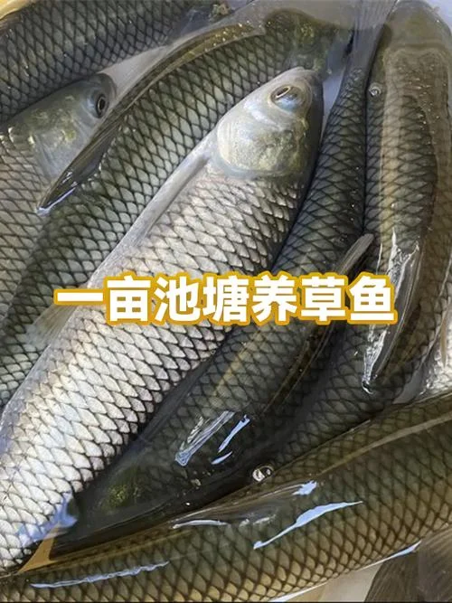 草鱼一亩能养多少条_1