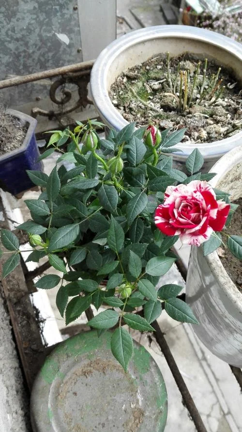 梦见有人送花苗_2