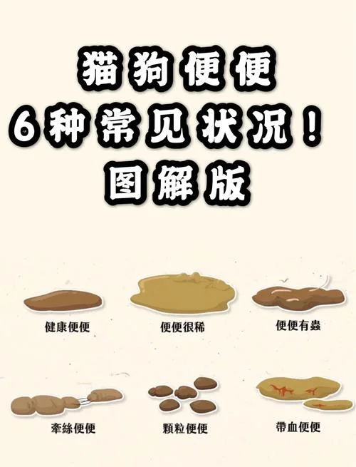 梦见猫屎是什么预兆 女性_2