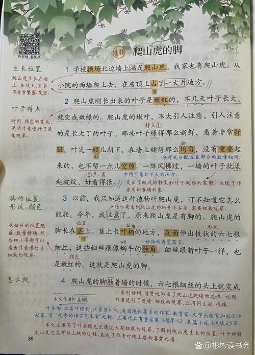 爬山虎的脚是谁写的_2